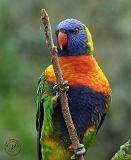 Rainbow Lorikeet 9Y209D-181